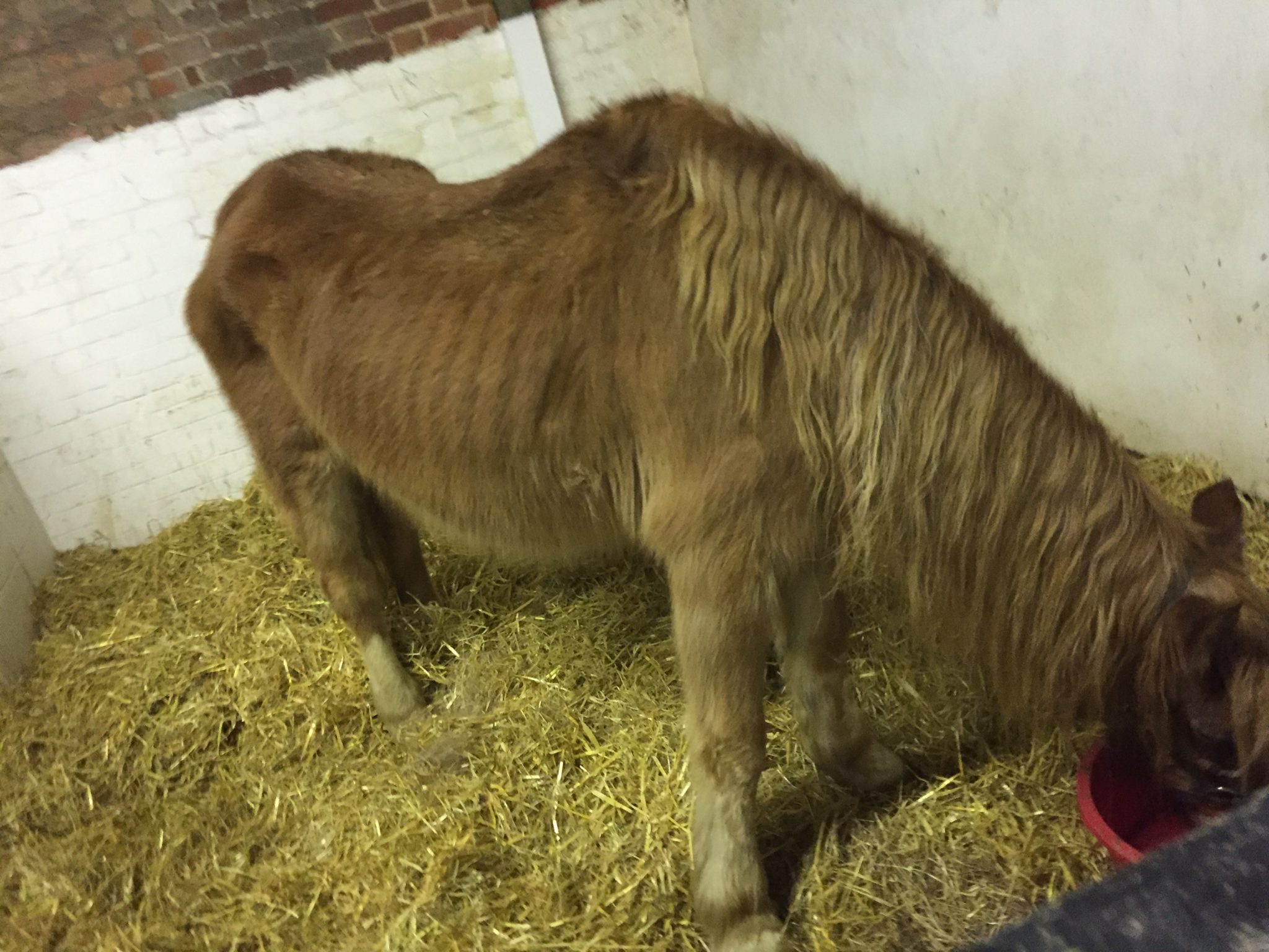 Horses Left for Three Months with No Food or Water Rescued by Horse Charity