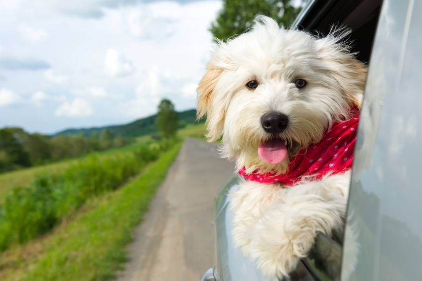 7 Tips to Make Your Dog Comfortable While You Travel by Car