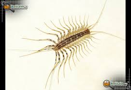 How to Get Rid of House Centipedes?