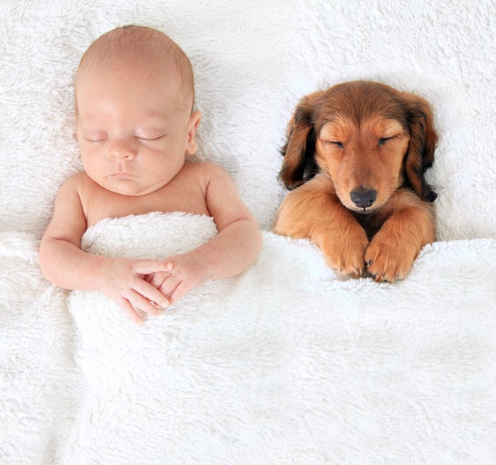 Blended Families: How To Introduce Pets And Get Them Settled Into Their New Environment