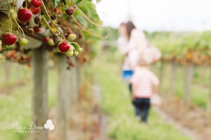 Pick Your Own: Spencer’s Fruit Farm