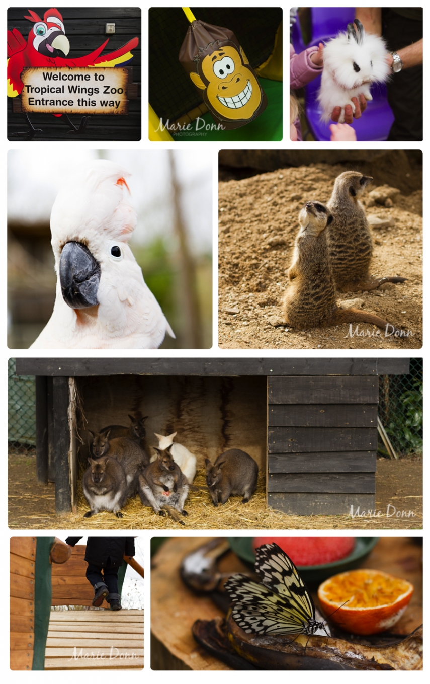 Tropical Wings, South Woodham Ferrers