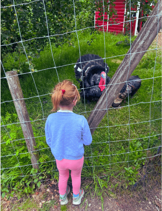 Lee Valley Animal Adventure Park Turkeys