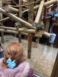 Colchester Zoo Essex Mums Review