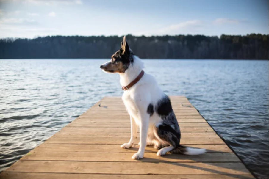 Essex Mums dog on deck pawious